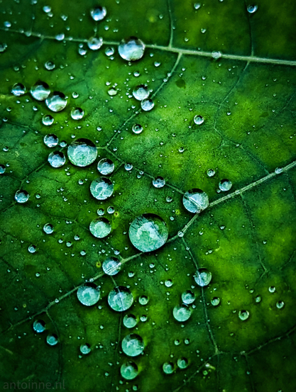A macro photograph capturing numerous water droplets on the surface of a dark green leaf. 

The water droplets vary in size, acting as clear lenses that magnificently reflect light, creating bright highlights and emphasizing the leaf's texture and veins beneath them.

The deep, rich green color of the leaf provides a moody, high-contrast background.