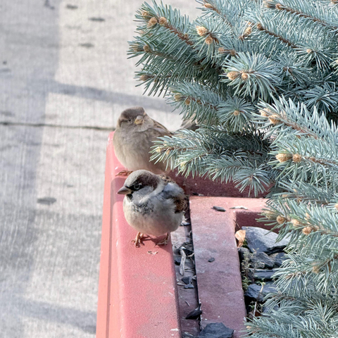 A pair of house sparrows sitting by a pine tree