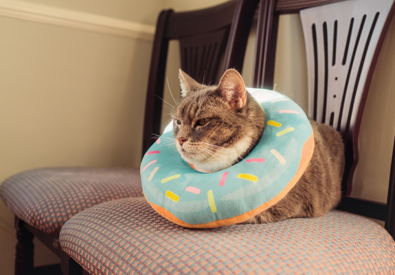 A close-up picture of an American short hair cat. The cat has mostly gray colored fur, with some white around her nose and mouth. She is loafing on a cushioned chair, which is leaning against the wall. She is also wearing a festive, doughnut around her neck due to skin problems lately. The doughnut is blue on top and orange on the bottom, with decorations that looks like sprinkles. She also has a meditative look on her face.