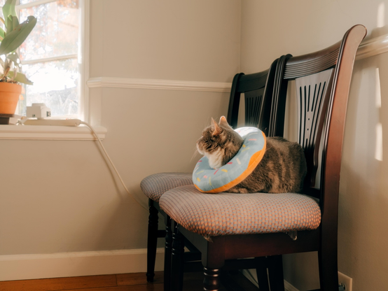 A similar picture from a different perspective. The picture shows more of the environment. The cat on the chair is against the wall on the right side of the picture frame. On the left, you see part of a window that gets cut off from the frame. The window is very bright and the cat has her head turned away from the camera, but looking at the window from her seat. I wonder what kind of world she sees from her vantage point.