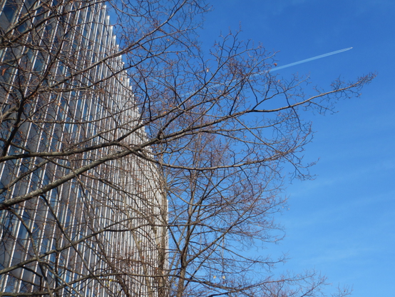 Kahle Äste vor einer Hochhausfassade unter blauem Himmel