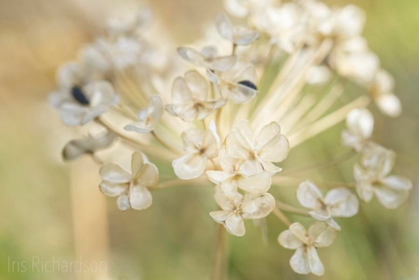 Emty garlic chive seed pos with pastel green background macro photograph