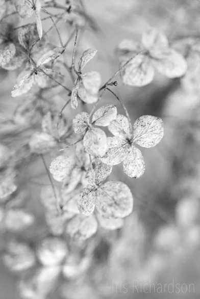 Dried hydrangea in black and white macro photograph