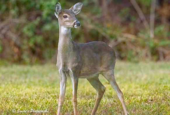 "A young white-tailed deer stands quietly on a patch of green grass, its slender legs and delicate frame poised in a moment of gentle alertness. Its coat is a soft, tawny brown, dappled with faint white markings that hint at its youth. The deer’s large, dark eyes gaze forward with a mix of curiosity and caution, framed by tall, expressive ears that angle slightly outward, listening to the world.

Its face is unmistakably deer-like—elongated, serene, and finely contoured. The snout is narrow, the nostrils flared gently as if catching the scent of the morning air. The creature’s posture is elegant yet tentative, as though it has just emerged from the woods and paused to assess its surroundings.

Behind it, the background blurs into a soft wash of green foliage, suggesting a forest edge or meadow. The light is diffuse, casting no harsh shadows, and the overall mood is quiet, natural, and slightly dreamlike. The image feels like a still moment in a larger story—an encounter with grace in the wild." - Microsoft Copilot