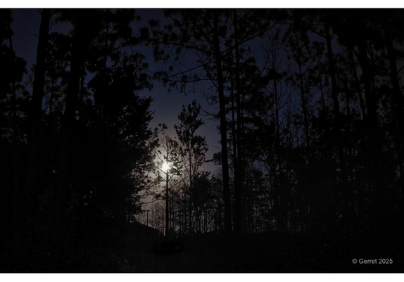 Moonlit night scene with tall, dark trees silhouetted against a deep blue sky. The glowing moon peeks through branches, creating a serene, mysterious ambiance.
