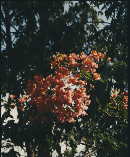 Bougainvillea flowers in vivid pink and orange bloom under sunlight, framed by dark green foliage and tall trees in shadow.