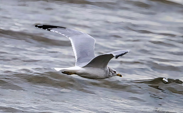 "A ring-billed gull soars above a rippling body of water, its wings fully extended in a graceful arc that showcases the intricate layering of feathers. The bird’s body is streamlined, its white plumage catching the light, while the tips of its wings darken into charcoal gray, like ink brushed onto a canvas of sky.

Its beak—yellow with a distinct black ring near the tip—is slightly open, as if mid-call or mid-breath. The gull’s eyes are focused forward, alert and intent, scanning the horizon or perhaps tracking a distant ripple below. The water beneath it is textured with wind-driven patterns, a shifting tapestry of silver and blue.

The gull’s posture is dynamic yet serene, a moment suspended between motion and stillness. It glides with precision, riding invisible currents, a solitary figure etched against the fluid geometry of the lake or sea. The image captures not just flight, but a sovereign maneuver—an aerial rite of passage." - Microsoft Copilot