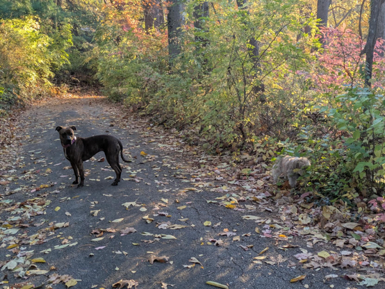 Photo if two dogs on a narrow, leaf-covered single-lane road, surrounded by trees in various autumn hues — reds, yellows, orange. A large brown, short-haired dog is looking toward the photographer. A small tan dog with shaggy fur is more interested in something in the woods.