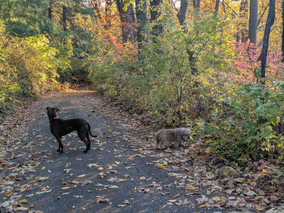 Photo if two dogs on a narrow, leaf-covered single-lane road, surrounded by trees in various autumn hues — reds, yellows, orange. A large brown, short-haired dog is looking down the road, away from the photographer. A small tan dog with shaggy fur is more interested in something in the woods.