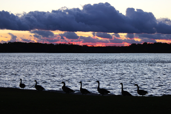 Photograph of a line of seven Canada geese in silhouette standing on a seawall in a row facing left. Behind them is a lake with grey light and a pink sunset under a long, dark horizontal cloud.