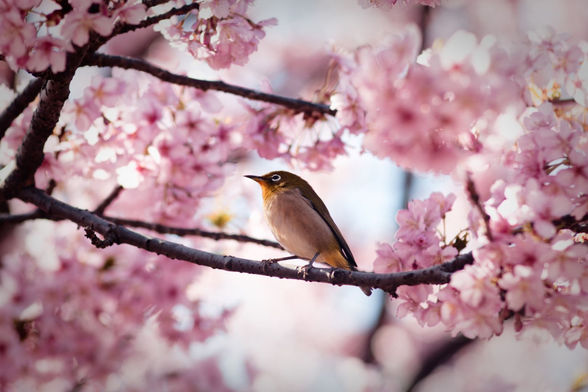 A Warbling White-Eye (a yellowish-green songbird about the size of a robin) sitting on a branch surrounded by cherry blossoms.
