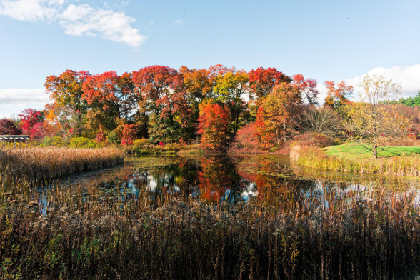 In the very near field are some dried up plants,  past that a poond and past that a spectacular set of trees turning vairous colors for the fall
