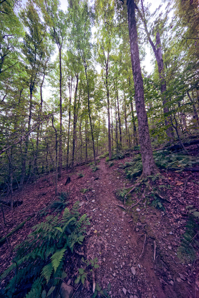 A narrow and light trail goes straight through the forest past tall stems and a mostly bare understory except for a few ferns