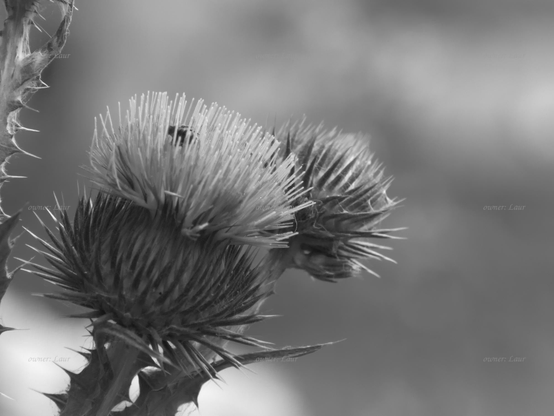 Flowers, closeup, black and white, photo
