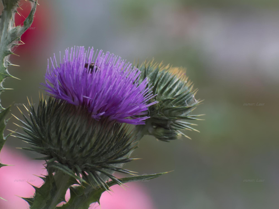 Flowers, closeup, black and white, photo