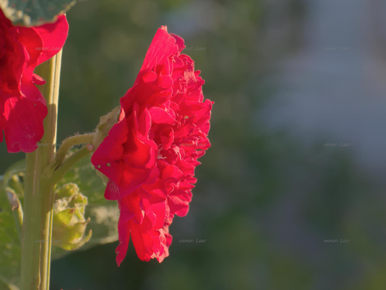 Flower, closeup, color, photo