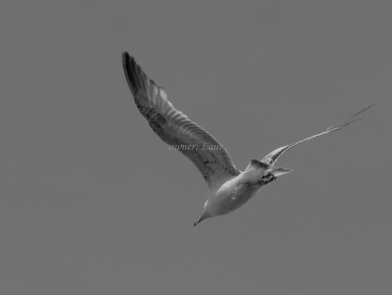 Bird, closeup, black and white, photo