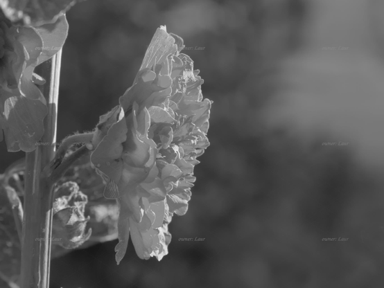 Flower, closeup, black and white, photo