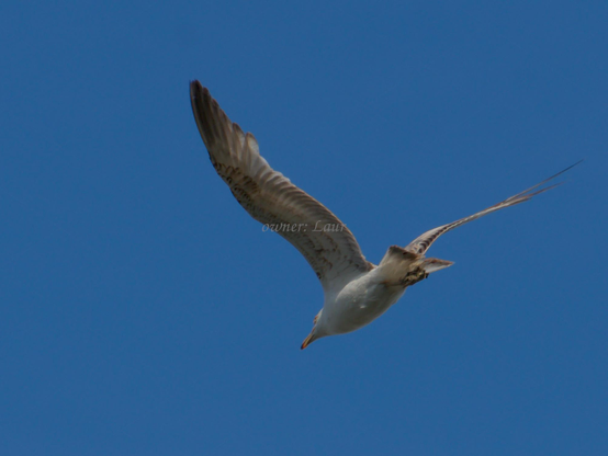 Bird, closeup, color, photo