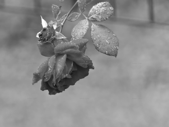 Rose, closeup, black and white, photo