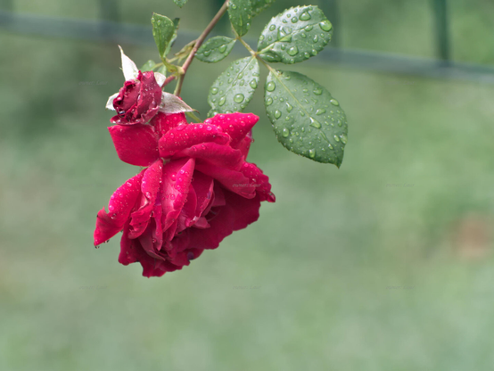 Rose, closeup, color, photo