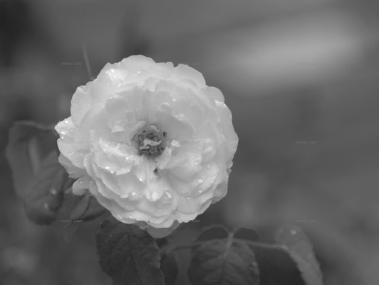 Rose, closeup, black and white, photo