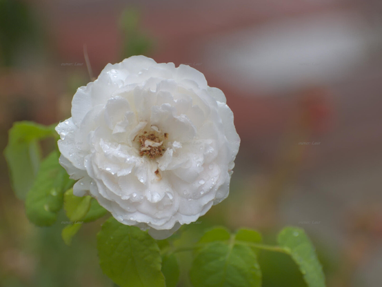 Rose, closeup, color, photo