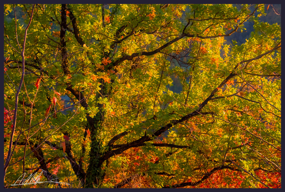 A spreading tree canopy ablaze with autumn colours