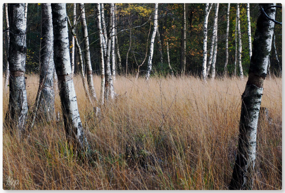 Nahaufnahme von Birkenbäumen im Hamburger Raakmoor: Die schwarzweißen Stämme bilden einen starken Kontrast vor dem sandfarbenen Gräsern. Im Hintergrund sind noch einige gelb belaubte Birken zu erkennen. 

Close-up of birch trees in Hamburg's Raakmoor: the black and white trunks form a stark contrast to the sand-coloured grasses. In the background, a few birch trees with yellow leaves can still be seen. 