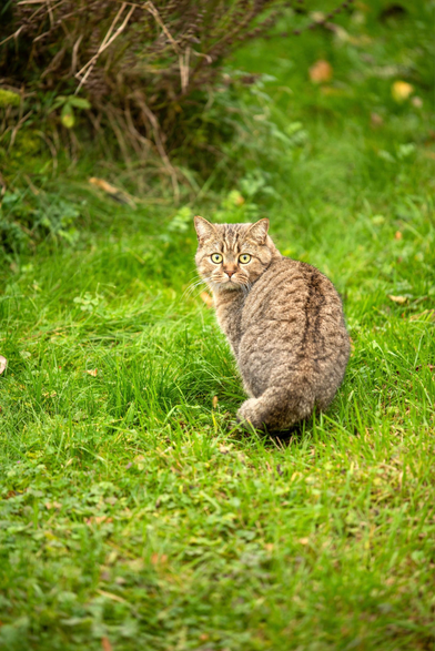 Auf dem Bild ist eine getigerte Katze zu sehen, die in einer Wiese sitzt und mit einem scheinbar erschrockenen Ausdruck direkt in die Kamera schaut.