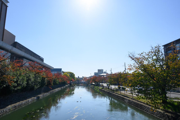 疎水浜通沿いの琵琶湖疎水。両脇の並木が少し紅葉している。/ 2025.11.08 冷泉通・冷泉橋から