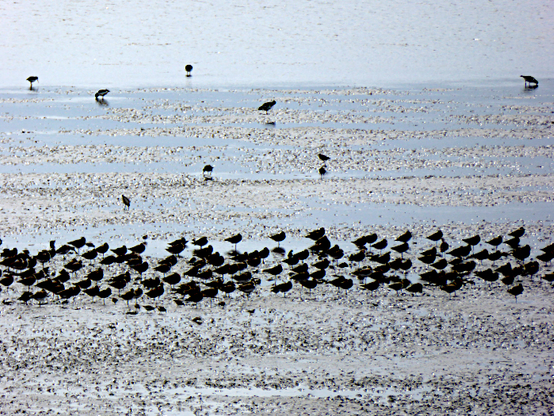 Foto van grote groep vogels op wad