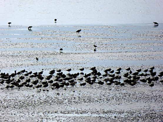 Foto van grote groep vogels op wad