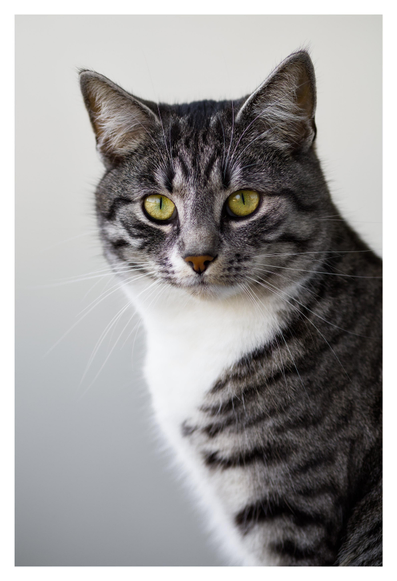 En stående bild på katten Sonja som sitter vänd åt vänster, men med huvudet vänt mot kameran. Hon tittar med sina gulgröna ögon lite förbi kameran. Bakgrunden är en vit vägg.