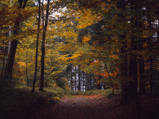 Waldweg im Herbst, buntes Laub auf dem Weg und an den Bäumen. Linkerhand hellt es sich etwas auf, der Rest eher schattig 