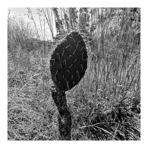 a photo of a nopal at the front surrounded by the weeds. 