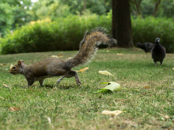 Photo of a grey squirrel, facing left and near to that edge of the frame. Their front half is still but their rear is motion-blurred, tail half a sine wave. Underfoot is grass, in the back is light green foliage, on the right, a short distance away, a pigeon looks on quizzically.