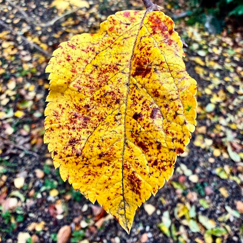 A yellow autumn leaf still on a tree branch floating above a gravel drive.