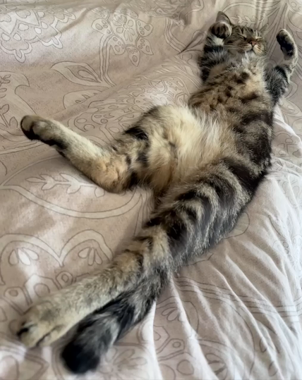 the animated image in gif format shows a tabby cat lying on its back on a blanket, wagging its tail.
the cat has stretched out all four legs. it is breathing deeply. the light-colored blanket has a floral pattern.