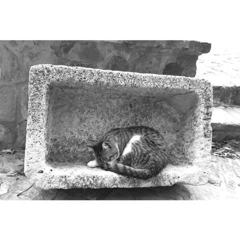 Black and white photo of a cat resting in a hollow stone.