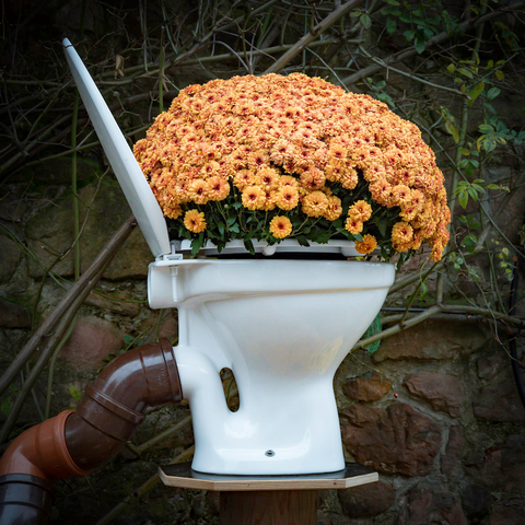 Man sieht ein weißes WC an einer Mauer befestigt.
In der Toilettenschüssel sitzt ein großer Chrysanthemen Strauß in Orange und die Blüten schauen oben heraus, Selbst an das Abflussrohr wurde bei diesem Szenario gedacht. 