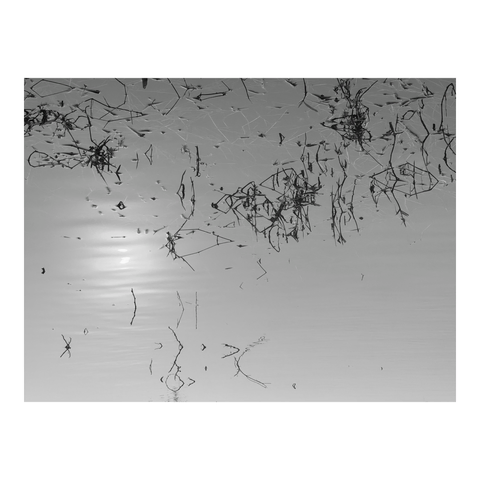 Details of small grasses in the water near the riverbank and their reflections in the sunlight lost in the mist. (Version françæ) Détails des petiz herbes dans l’eau près dal berge dal fleuve et de leurs reflets al lumière dal soleil perdux dans læ brume.