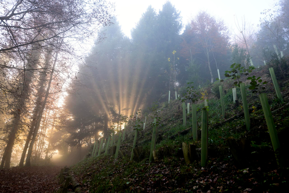 Blick Bergaufwärts durch den Wald in die Sonne die durch den Bäumen seine Strahlen schickt
