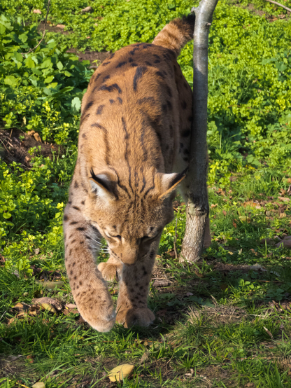 A lynx in a Forrest.