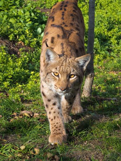 A lynx in a Forrest.