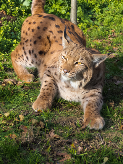 A lynx in a Forrest.