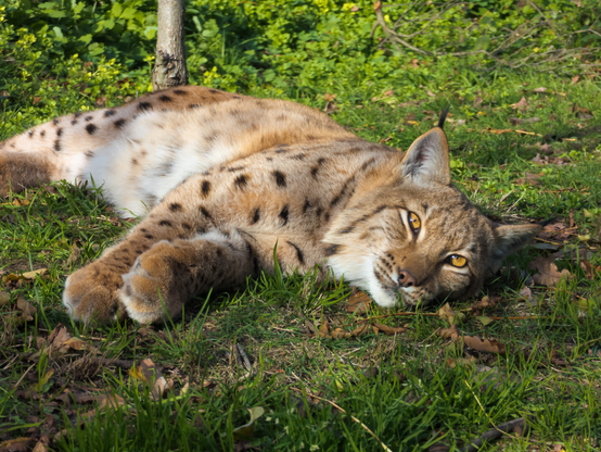 A lynx in a Forrest.