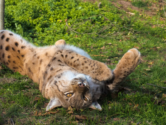 A lynx in a Forrest.