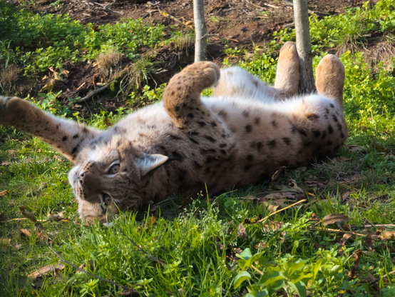 A lynx in a Forrest.