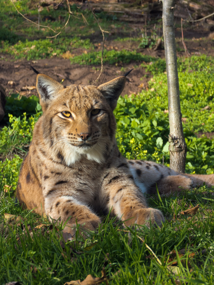 A lynx in a Forrest.